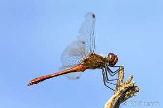 Libelle
