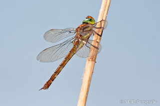 Libelle