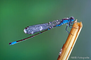 Libelle