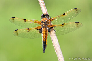 Libelle