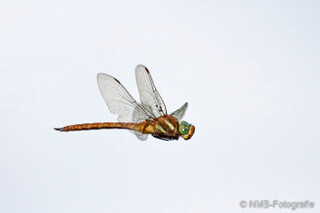 Libelle