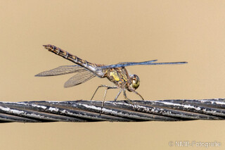 Libelle