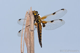 Libelle