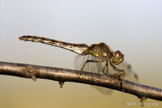 Libelle