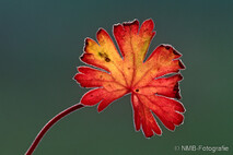 Pflanzen und Blumen