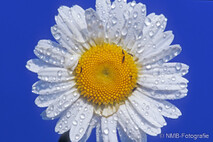 Pflanzen und Blumen