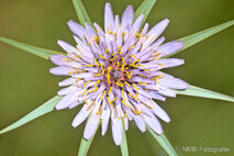 Pflanzen und Blumen