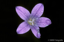 Pflanzen und Blumen