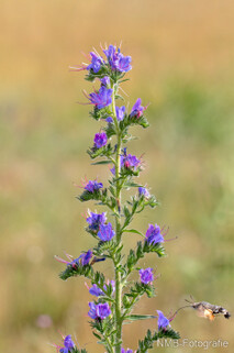 Pflanzen und Blumen