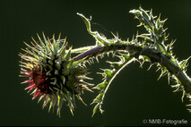 Pflanzen und Blumen