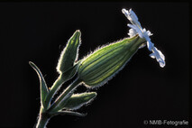 Pflanzen und Blumen