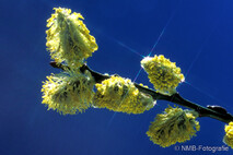 Pflanzen und Blumen