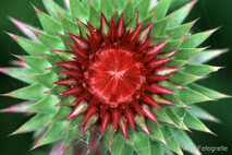 Pflanzen und Blumen