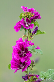 Pflanzen und Blumen