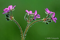 Pflanzen und Blumen