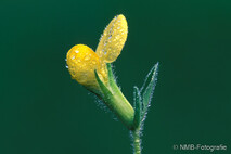 Pflanzen und Blumen