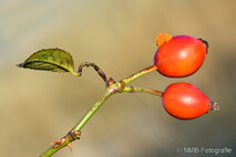 Pflanzen und Blumen