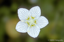 Pflanzen und Blumen