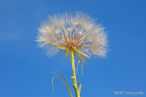 Pflanzen und Blumen