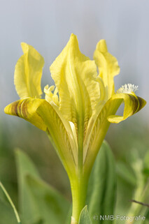 Pflanzen und Blumen