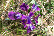 Pflanzen und Blumen