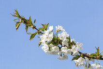 Pflanzen und Blumen