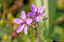 Pflanzen und Blumen
