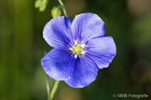Pflanzen und Blumen