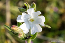 Pflanzen und Blumen