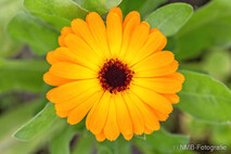 Pflanzen und Blumen