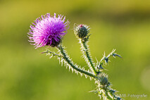 Pflanzen und Blumen