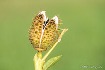 Pflanzen und Blumen