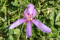 Pflanzen und Blumen