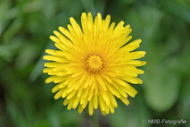 Pflanzen und Blumen