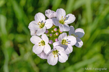Pflanzen und Blumen