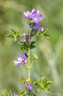 Pflanzen und Blumen