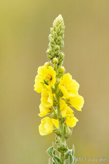 Pflanzen und Blumen