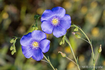 Pflanzen und Blumen