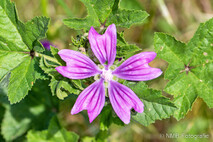 Pflanzen und Blumen