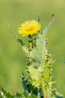 Pflanzen und Blumen