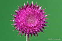 Pflanzen und Blumen