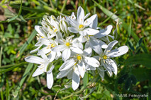 Pflanzen und Blumen