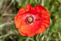 Pflanzen und Blumen
