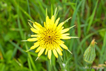 Pflanzen und Blumen