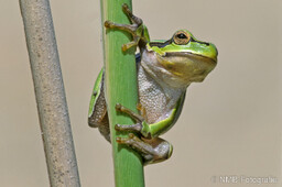 Frosch, Schlange, Schnecke, Unke