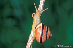 Frosch, Schlange, Schnecke, Unke