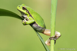 Frosch, Schlange, Schnecke, Unke