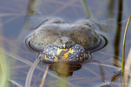 Frosch, Schlange, Schnecke, Unke