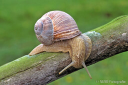 Frosch, Schlange, Schnecke, Unke