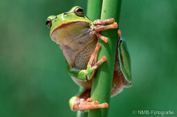 Frosch, Schlange, Schnecke, Unke